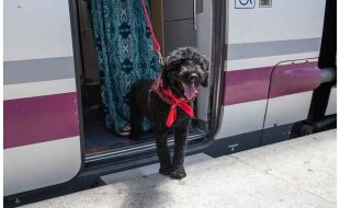 Perros de mas de 10kg al tren