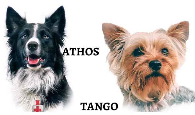 10 años meses cárcel para el asesino Athos y Tango - PerrosdeBusqueda