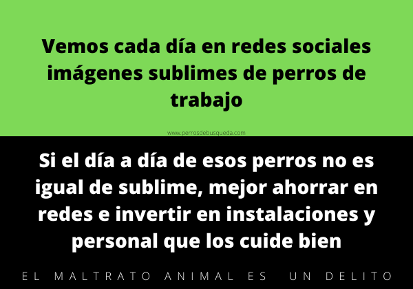 Maltrato animal