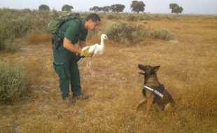 Tiétar perro detector