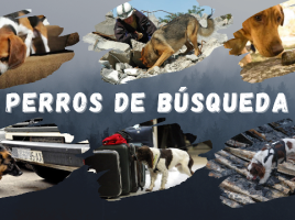 Masterclass sobre perros