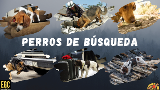 Masterclass sobre perros