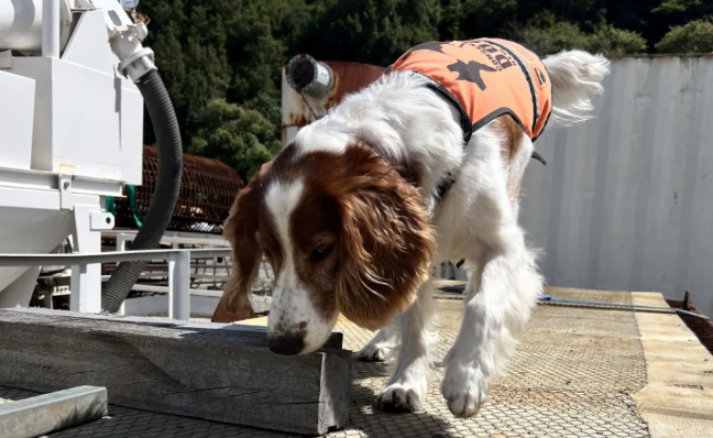 Vito, perro detector de hormigas