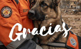 Día Internacional del perro de rescate