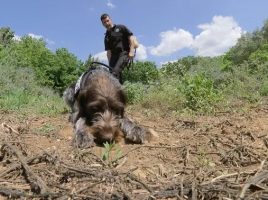 agentes rurales