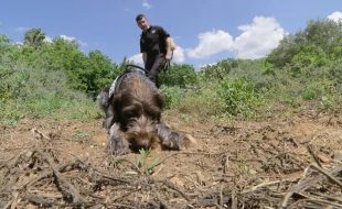 agentes rurales