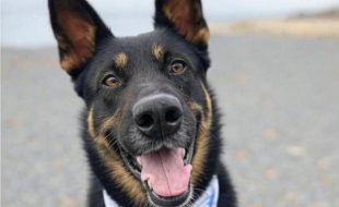 Héroes de 4 Patas