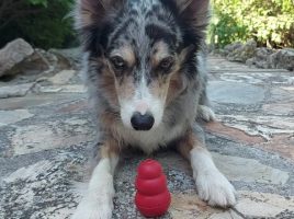 Nosework Trial Community
