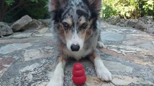 Nosework Trial Community