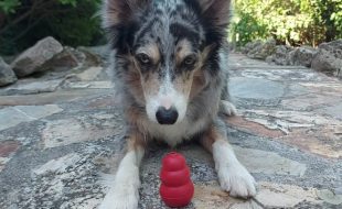 Nosework Trial Community