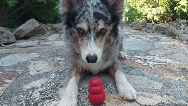 Nosework Trial Community