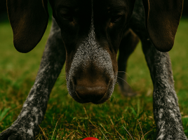 seminario detección nosework