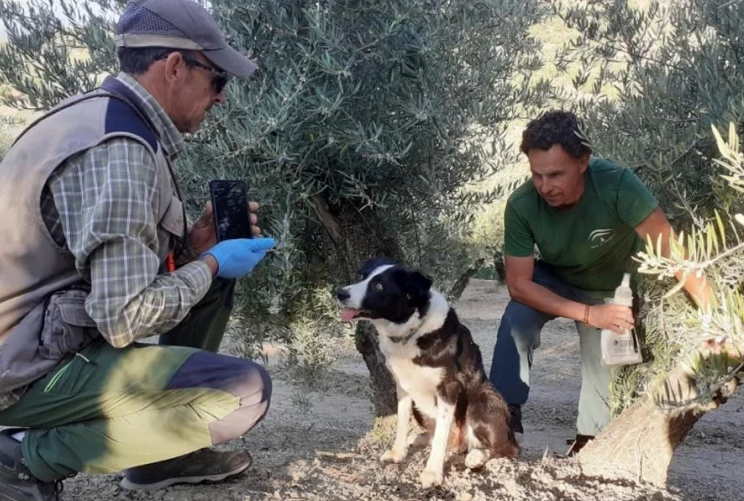 estrategia andaluza contra el veneno