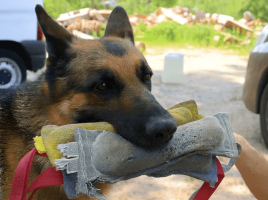 aprendizaje perros de búsqueda