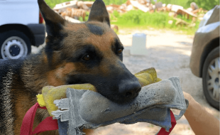 aprendizaje perros de búsqueda