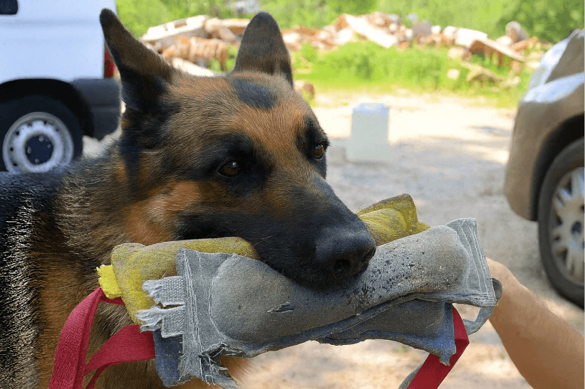 aprendizaje perros de búsqueda