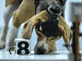 Perros detectores de cáncer