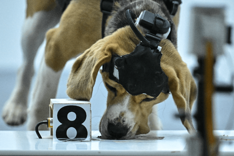 Perros detectores de cáncer